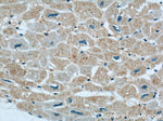 XIRP2 Antibody in Immunohistochemistry (Paraffin) (IHC (P))