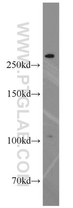 XIRP2 Antibody in Western Blot (WB)