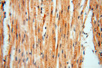 TERF1 Antibody in Immunohistochemistry (Paraffin) (IHC (P))