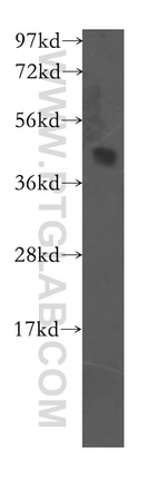 FBXO8 Antibody in Western Blot (WB)