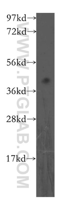 FBXO8 Antibody in Western Blot (WB)