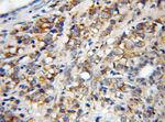RGR Antibody in Immunohistochemistry (Paraffin) (IHC (P))