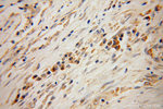 SCEL Antibody in Immunohistochemistry (Paraffin) (IHC (P))