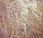 SCEL Antibody in Immunohistochemistry (Paraffin) (IHC (P))