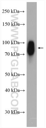 SCEL Antibody in Western Blot (WB)
