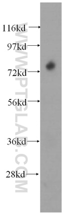 SCEL Antibody in Western Blot (WB)