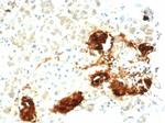 Clusterin/Apolipoprotein J (APO-J) Antibody in Immunohistochemistry (Paraffin) (IHC (P))