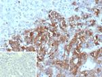Clusterin/Apolipoprotein J (APO-J) Antibody in Immunohistochemistry (Paraffin) (IHC (P))