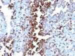 Clusterin/Apolipoprotein J (APO-J) Antibody in Immunohistochemistry (Paraffin) (IHC (P))