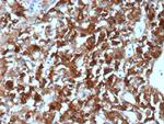 Clusterin/Apolipoprotein J (APO-J) Antibody in Immunohistochemistry (Paraffin) (IHC (P))