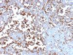 Clusterin/Apolipoprotein J (APO-J) Antibody in Immunohistochemistry (Paraffin) (IHC (P))