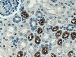 Uromodulin Antibody in Immunohistochemistry (Paraffin) (IHC (P))