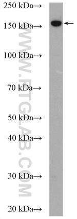 GPR125 Antibody in Western Blot (WB)