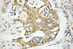 Sec8 Antibody in Immunohistochemistry (Paraffin) (IHC (P))