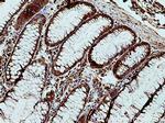 Sec8 Antibody in Immunohistochemistry (Paraffin) (IHC (P))