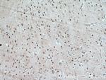PLRG1 Antibody in Immunohistochemistry (Paraffin) (IHC (P))