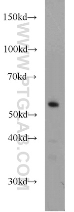 PLRG1 Antibody in Western Blot (WB)