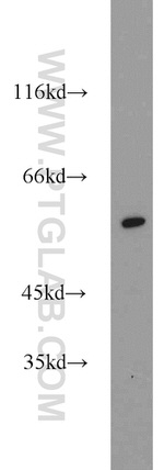 PLRG1 Antibody in Western Blot (WB)