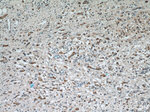 RABL3 Antibody in Immunohistochemistry (Paraffin) (IHC (P))