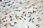 AGFG2 Antibody in Immunohistochemistry (Paraffin) (IHC (P))