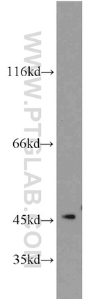 AGFG2 Antibody in Western Blot (WB)