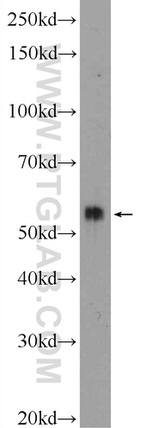 AGFG2 Antibody in Western Blot (WB)