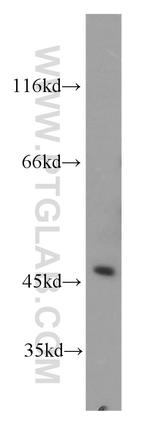AGFG2 Antibody in Western Blot (WB)
