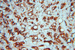 RASSF6 Antibody in Immunohistochemistry (Paraffin) (IHC (P))