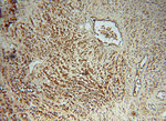 RASSF6 Antibody in Immunohistochemistry (Paraffin) (IHC (P))