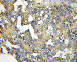 RASSF6 Antibody in Immunohistochemistry (Paraffin) (IHC (P))
