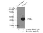 RASSF6 Antibody in Immunoprecipitation (IP)