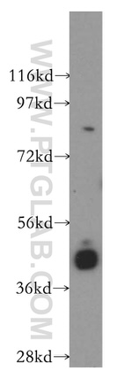 RASSF6 Antibody in Western Blot (WB)
