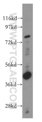 RASSF6 Antibody in Western Blot (WB)