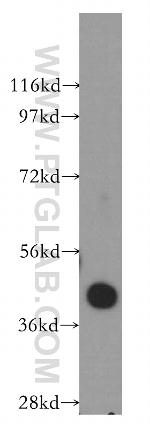 RASSF6 Antibody in Western Blot (WB)