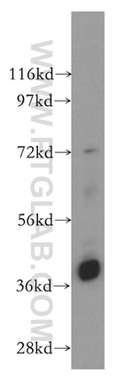 RASSF6 Antibody in Western Blot (WB)