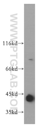 RASSF6 Antibody in Western Blot (WB)