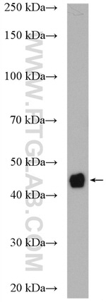 RASSF6 Antibody in Western Blot (WB)