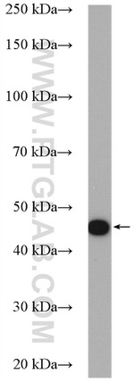 RASSF6 Antibody in Western Blot (WB)
