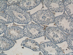 LYZL6 Antibody in Immunohistochemistry (Paraffin) (IHC (P))