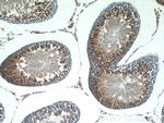 LYZL6 Antibody in Immunohistochemistry (Paraffin) (IHC (P))