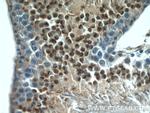 LYZL6 Antibody in Immunohistochemistry (Paraffin) (IHC (P))