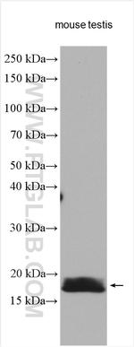 LYZL6 Antibody in Western Blot (WB)