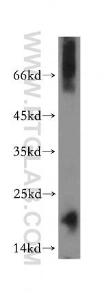 LYZL6 Antibody in Western Blot (WB)