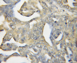 Calcyphosine 2 Antibody in Immunohistochemistry (Paraffin) (IHC (P))