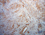 Kininogen 1 Antibody in Immunohistochemistry (Paraffin) (IHC (P))