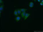 ERGIC2 Antibody in Immunocytochemistry (ICC/IF)