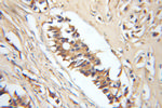ERGIC2 Antibody in Immunohistochemistry (Paraffin) (IHC (P))