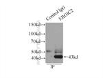 ERGIC2 Antibody in Immunoprecipitation (IP)