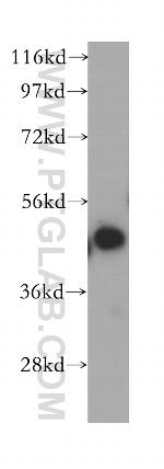 ERGIC2 Antibody in Western Blot (WB)