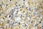GPR137 Antibody in Immunohistochemistry (Paraffin) (IHC (P))